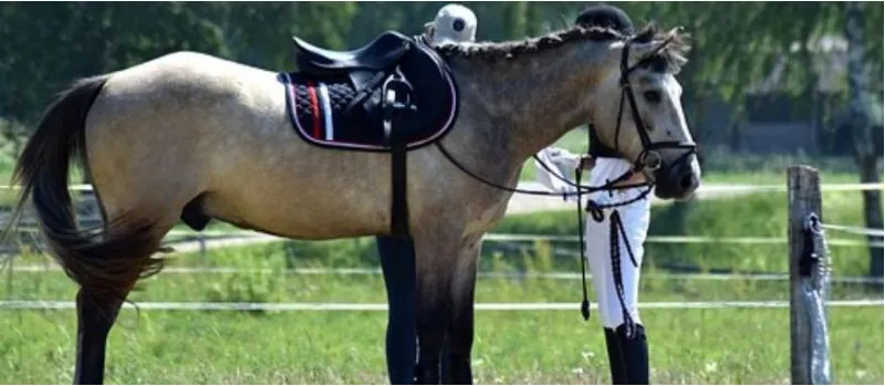 A saddled grey horse at a riding club