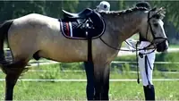 Saddled racehorse at a Nigerian club
